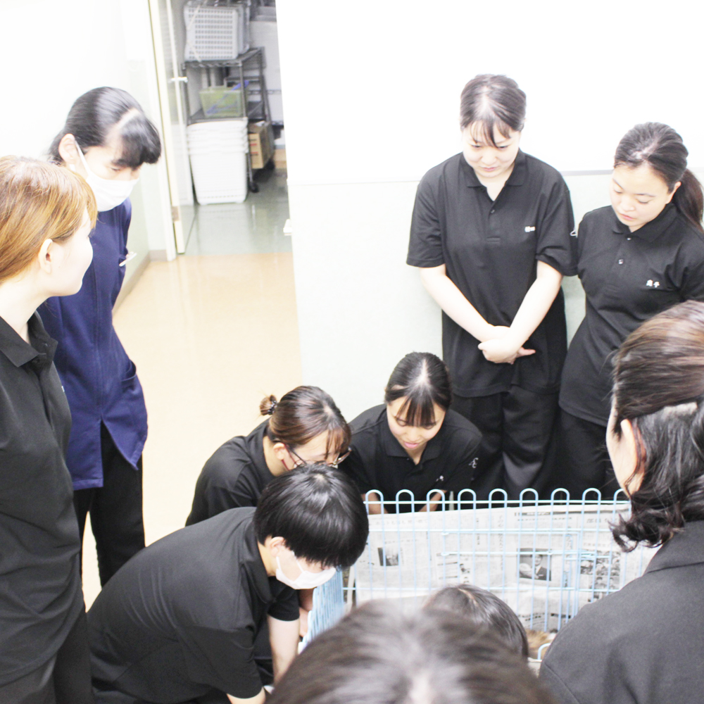 夜間部がシェルティーママの出産に立ち会いました☆